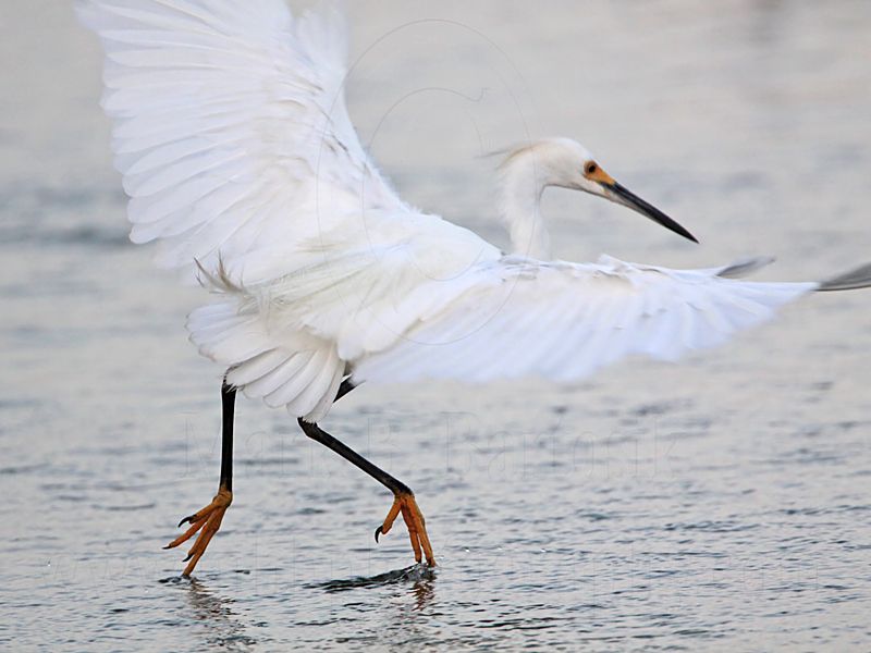 _MG_2544 Snowy Egret.jpg