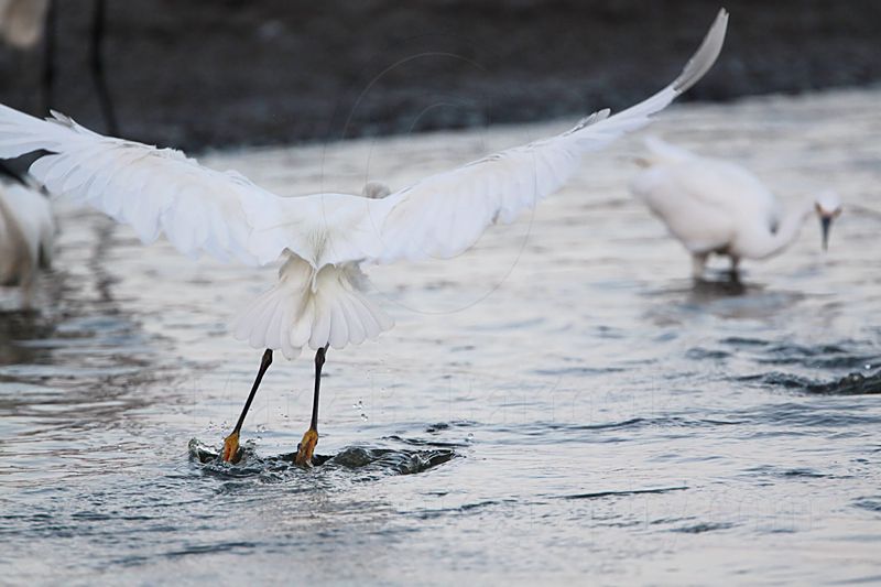 _MG_2599 Snowy Egret.jpg