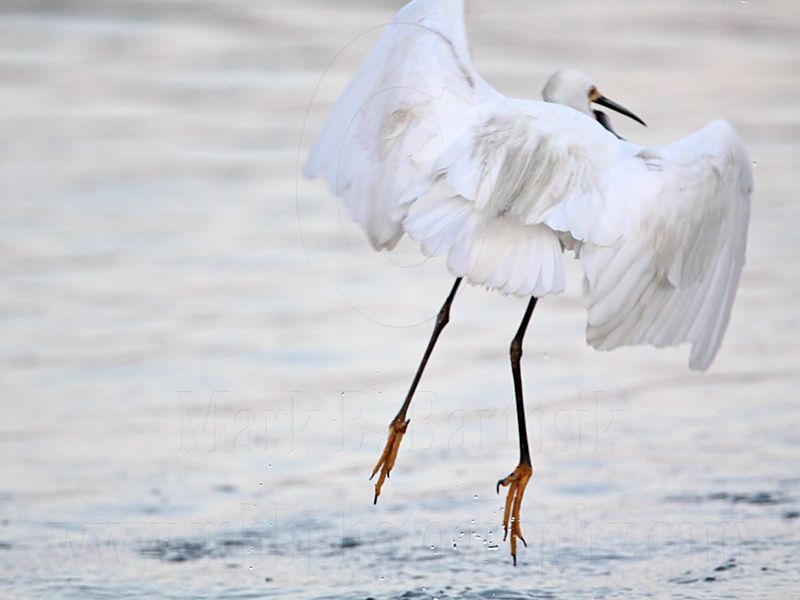 _MG_2613 Snowy Egret.jpg