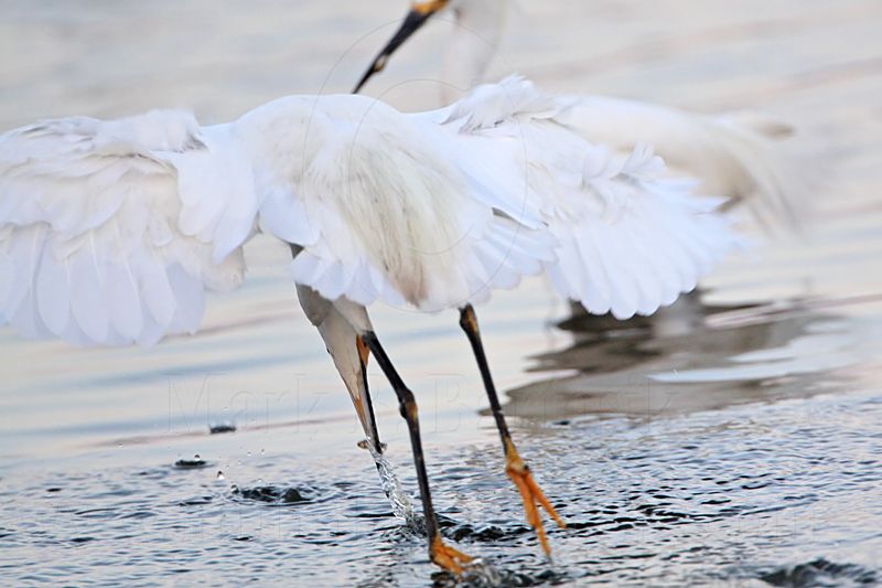 _MG_2619 Snowy Egret.jpg