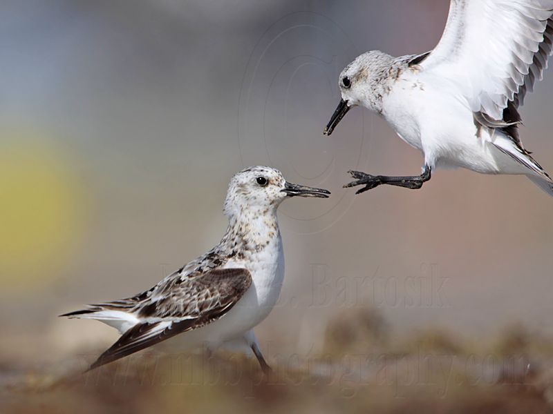 _MG_1965 Sanderling.jpg