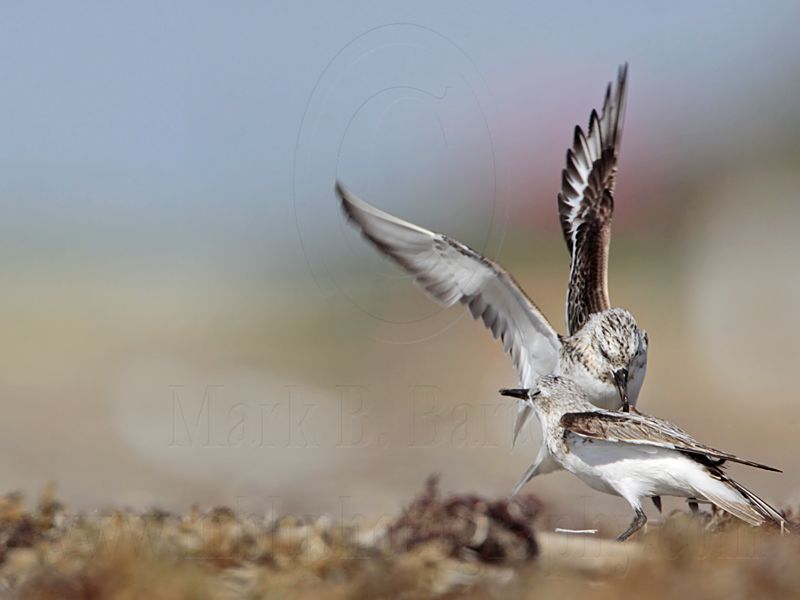 _MG_1979 Sanderling.jpg