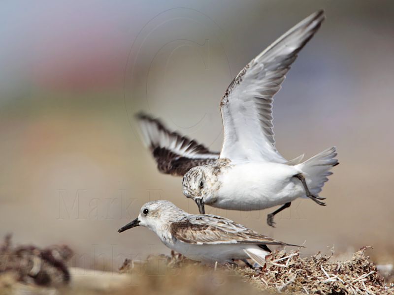 _MG_1980 Sanderling.jpg