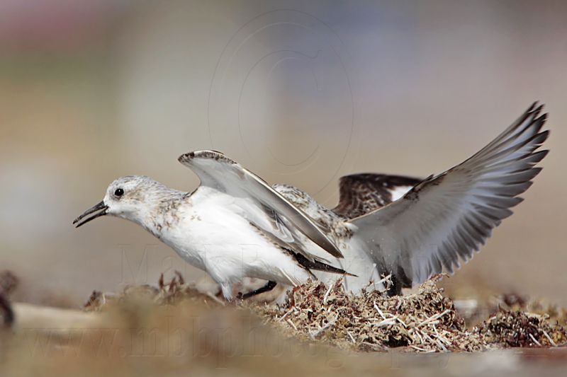 _MG_1981 Sanderling.jpg