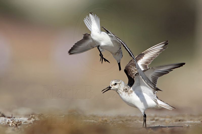 _MG_1990 Sanderling.jpg
