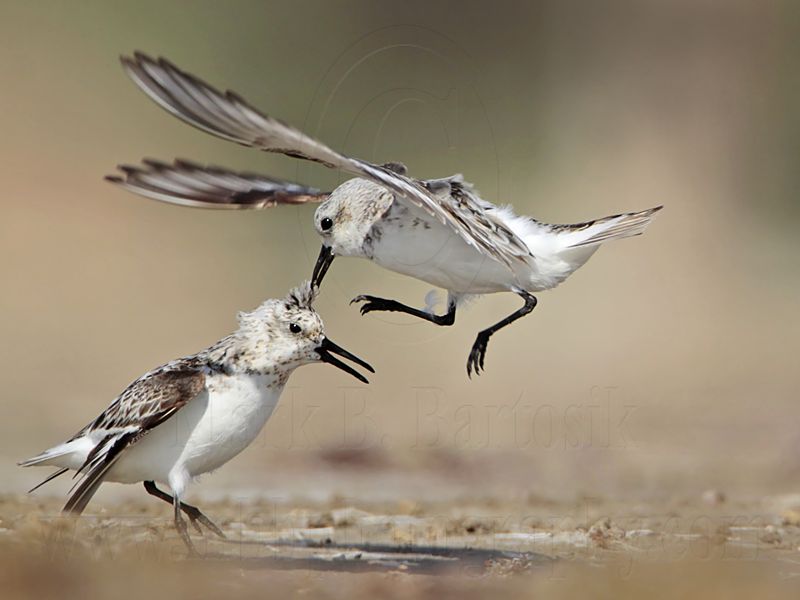 _MG_1996 Sanderling.jpg
