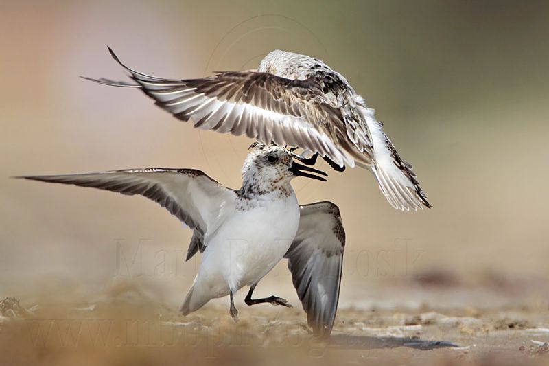 _MG_1997 Sanderling.jpg