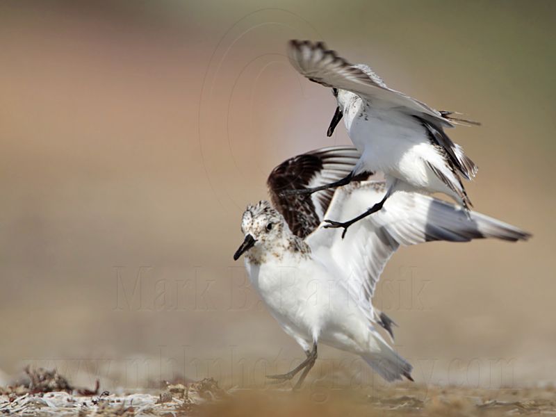 _MG_1999 Sanderling.jpg