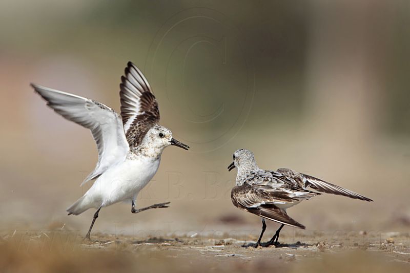 _MG_2002 Sanderling.jpg