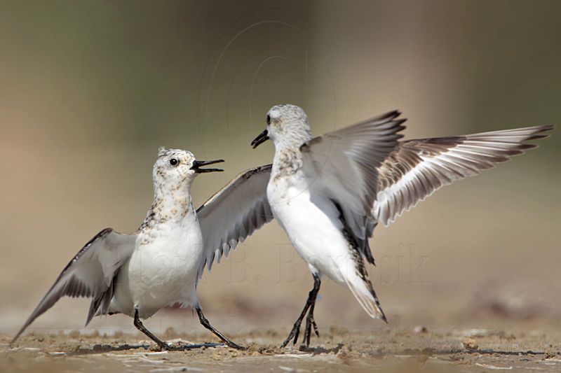_MG_2003 Sanderling.jpg