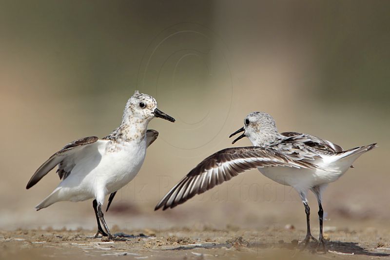 _MG_2004 Sanderling.jpg