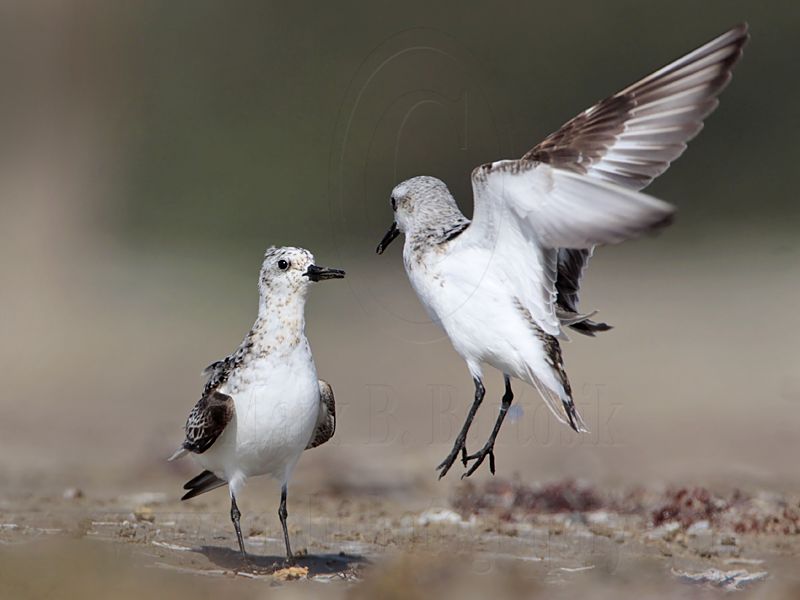 _MG_2008 Sanderling.jpg