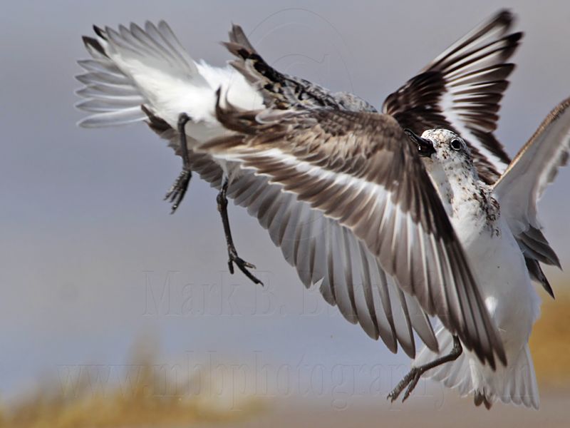 _MG_2173 Sanderling.jpg