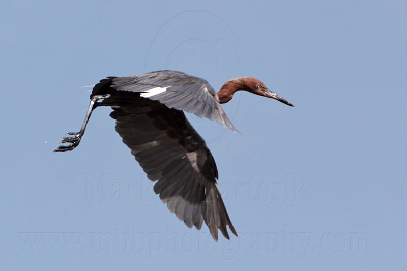 _MG_7200 Reddish Egret.jpg