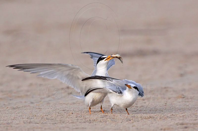 _MG_2565 Least Tern-nuptial male X pikei female.jpg
