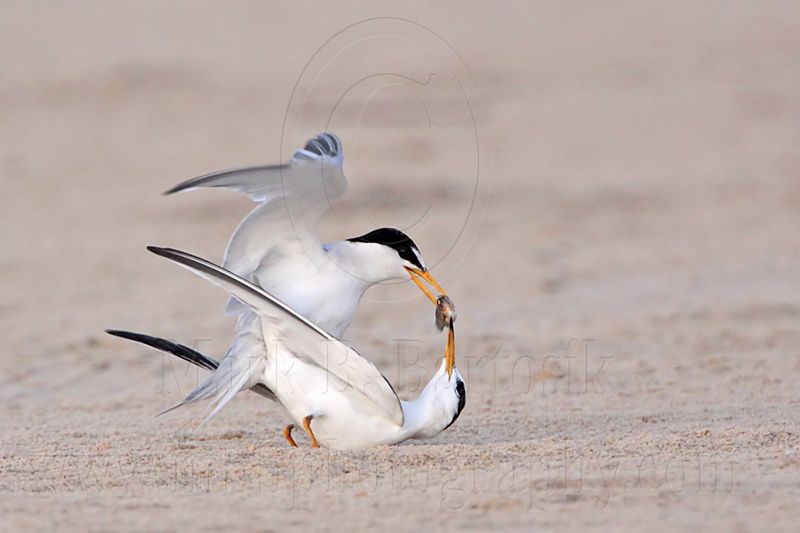 _MG_2665 Least Tern-nuptial male X pikei female.jpg