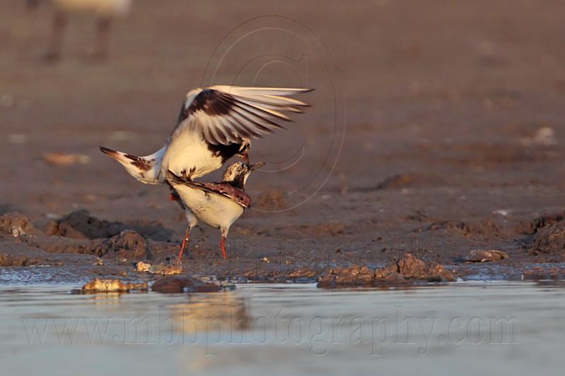 _MG_6410 Ruddy Turnstone.jpg