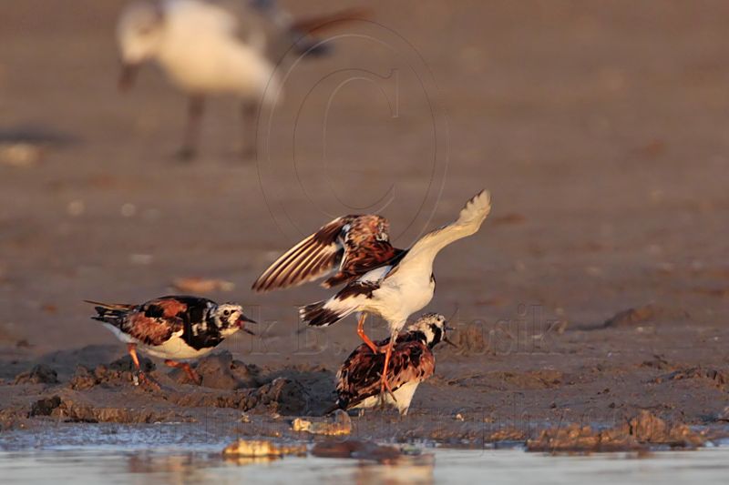 _MG_6415 Ruddy Turnstone.jpg
