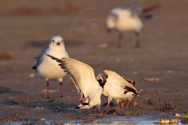 _MG_6422 Ruddy Turnstone & Laughing Gull.jpg