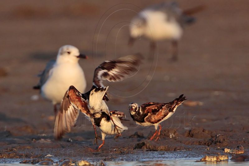_MG_6423 Ruddy Turnstone & Laughing Gull.jpg