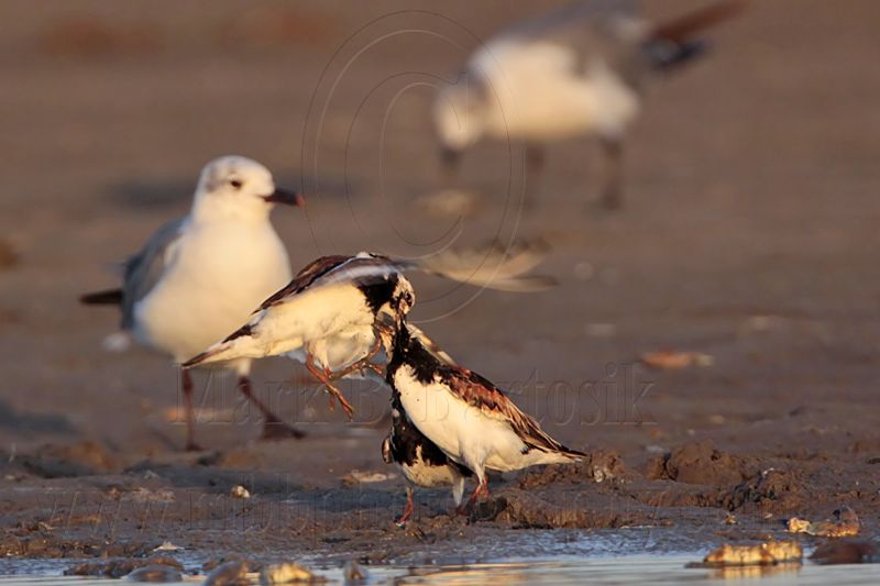 _MG_6426 Ruddy Turnstone & Laughing Gull.jpg