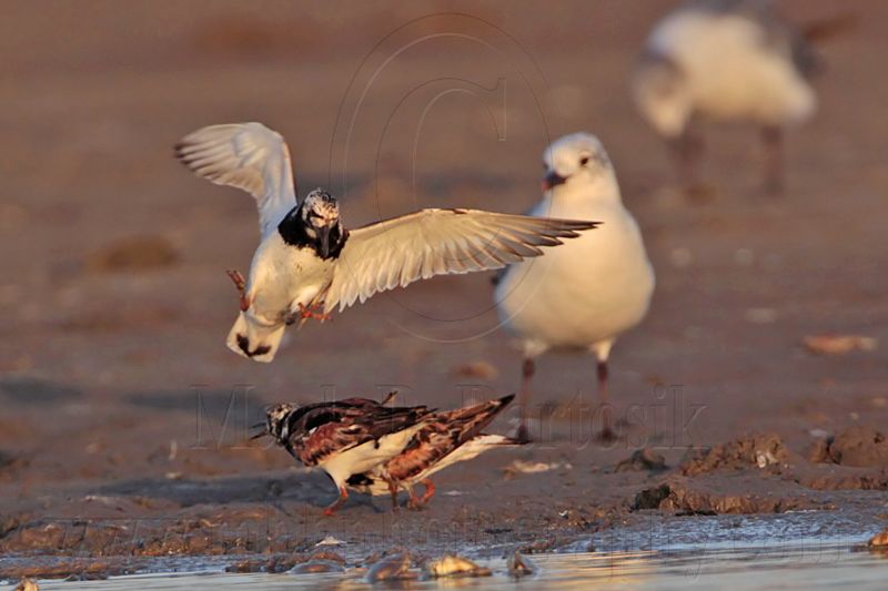 _MG_6454 Ruddy Turnstone & Laughing Gull.jpg
