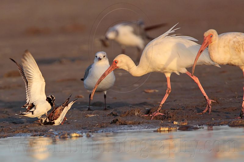 _MG_6462 Ruddy Turnstone & Laughing Gull & White Ibis.jpg