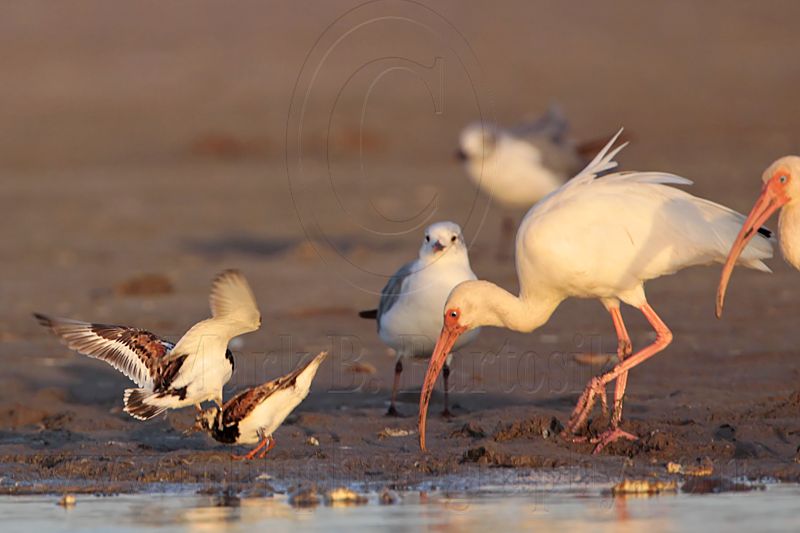 _MG_6464 Ruddy Turnstone & Laughing Gull & White Ibis.jpg