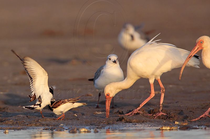 _MG_6465 Ruddy Turnstone & Laughing Gull & White Ibis.jpg