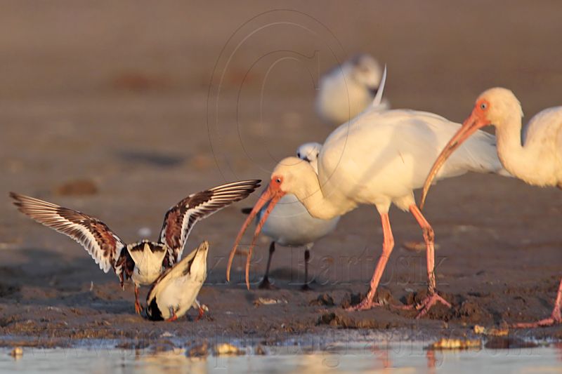 _MG_6466 Ruddy Turnstone & Laughing Gull & White Ibis.jpg
