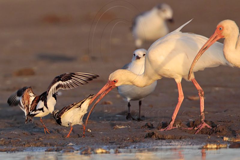 _MG_6467 Ruddy Turnstone & Laughing Gull & White Ibis.jpg