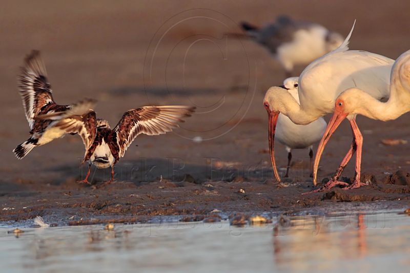 _MG_6469 Ruddy Turnstone & Laughing Gull & White Ibis.jpg