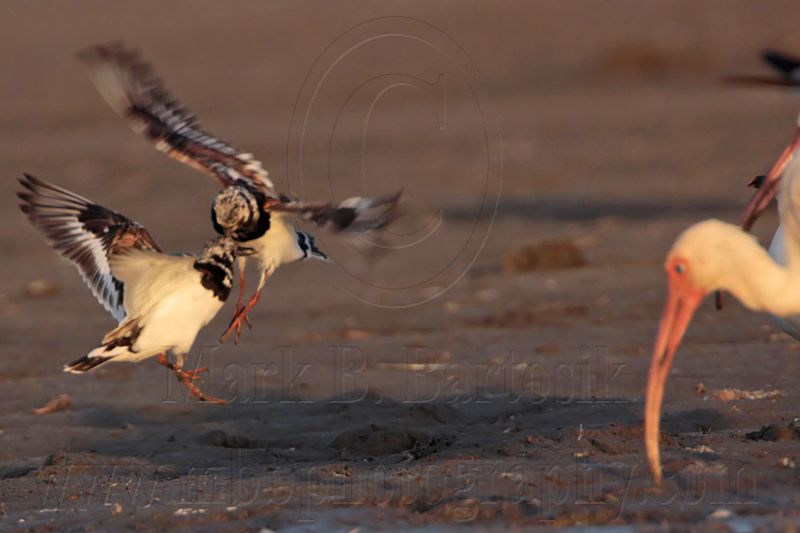 _MG_6476 Ruddy Turnstone & White Ibis.jpg
