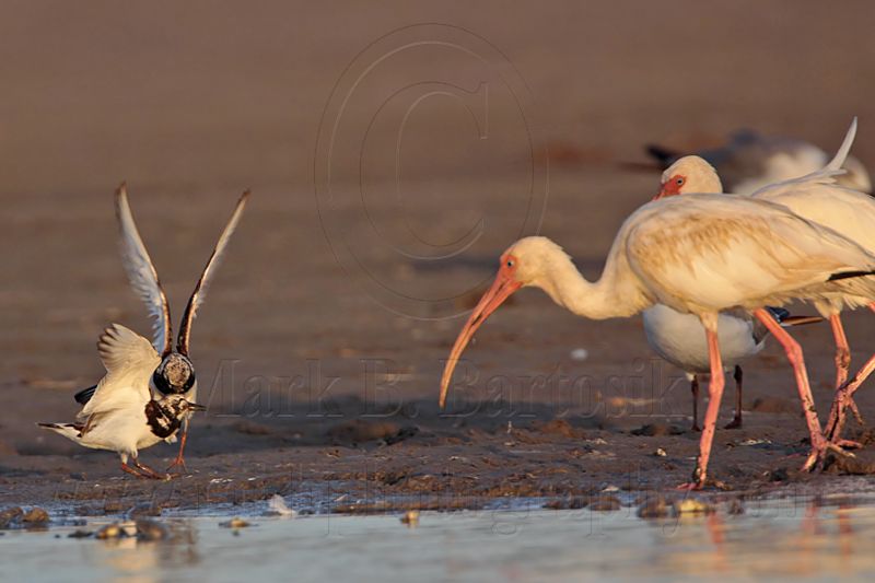 _MG_6477 Ruddy Turnstone & White Ibis.jpg