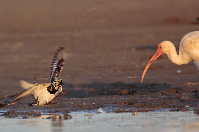 _MG_6478 Ruddy Turnstone & White Ibis.jpg