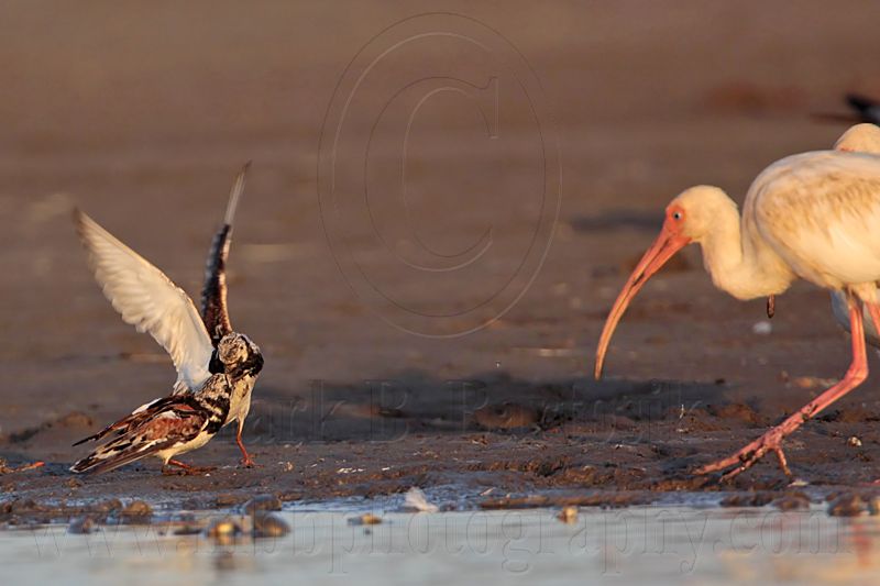 _MG_6479 Ruddy Turnstone & White Ibis.jpg