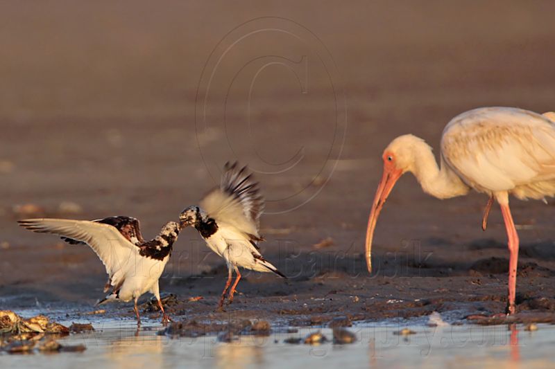 _MG_6486 Ruddy Turnstone & White Ibis.jpg