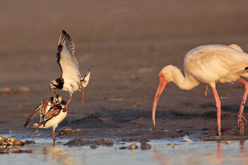 _MG_6487 Ruddy Turnstone & White Ibis.jpg