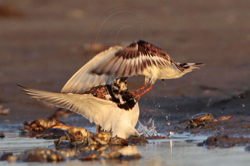 _MG_6488crop Ruddy Turnstone.jpg