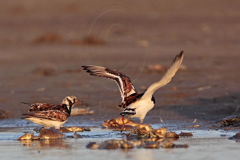 _MG_6494 Ruddy Turnstone.jpg