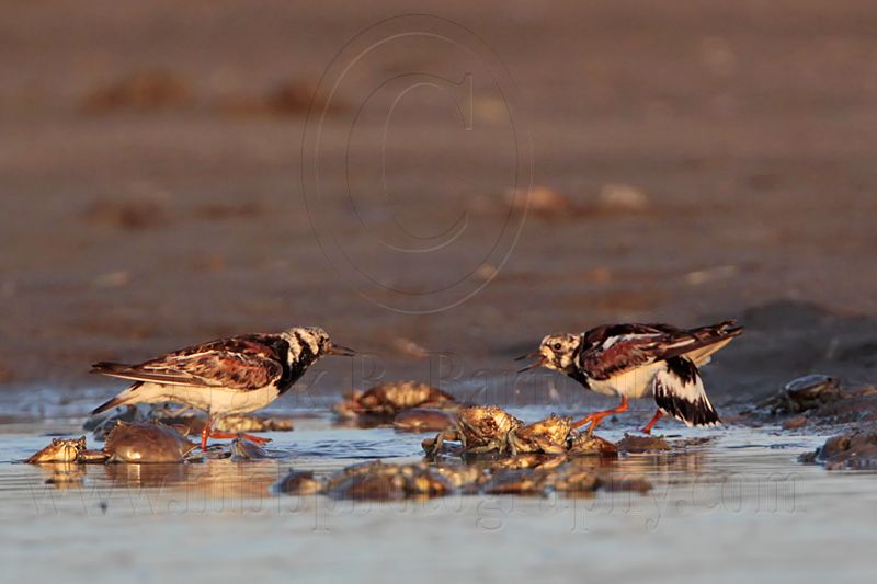 _MG_6496 Ruddy Turnstone.jpg
