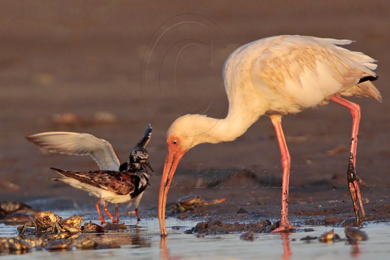 _MG_6500 Ruddy Turnstone & White Ibis.jpg