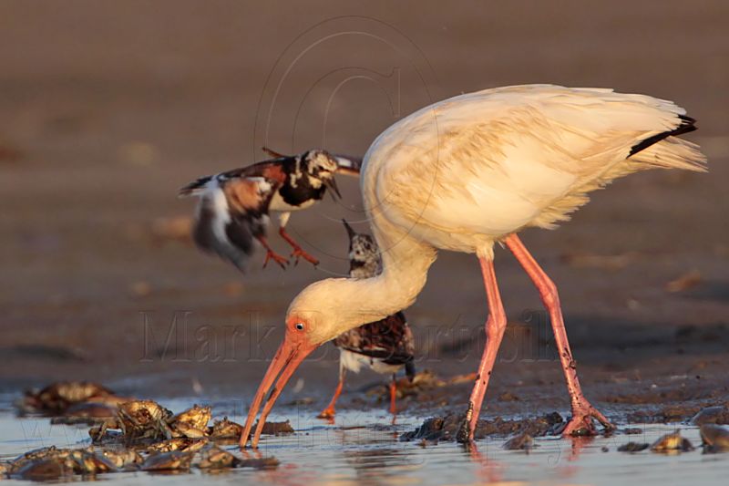 _MG_6503 Ruddy Turnstone & White Ibis.jpg