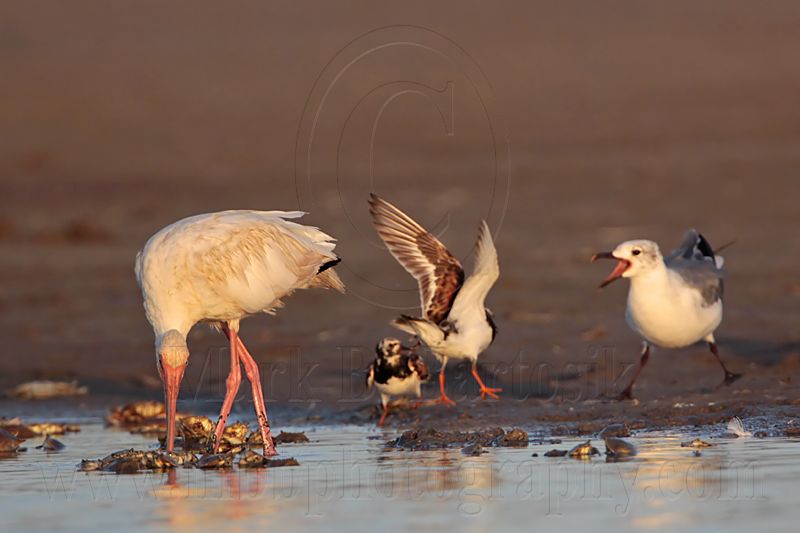 _MG_6513 Ruddy Turnstone & Laughing Gull & White Ibis.jpg
