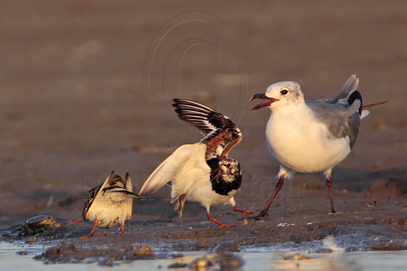 _MG_6514 Ruddy Turnstone & Laughing Gull.jpg