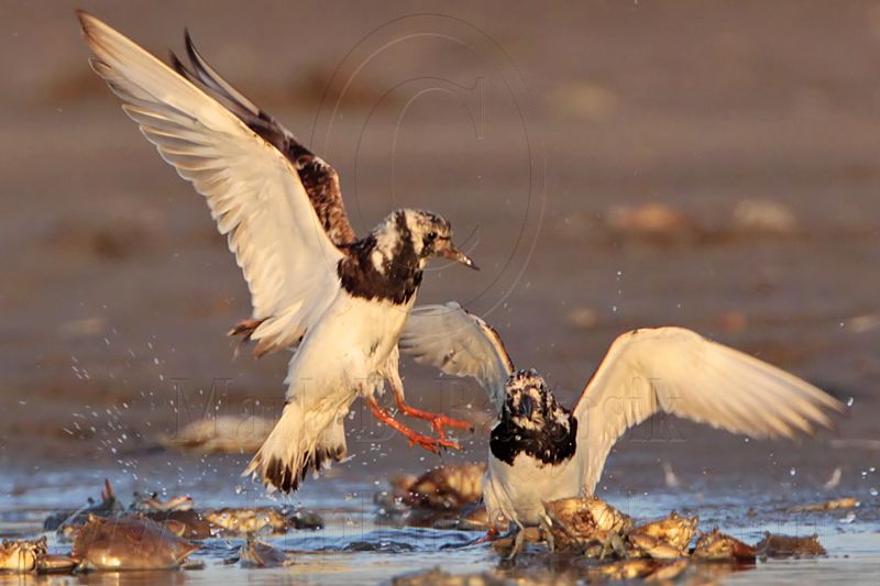 _MG_6535 Ruddy Turnstone.jpg