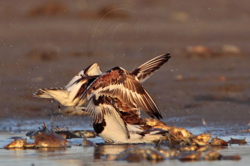 _MG_6547 Ruddy Turnstone.jpg