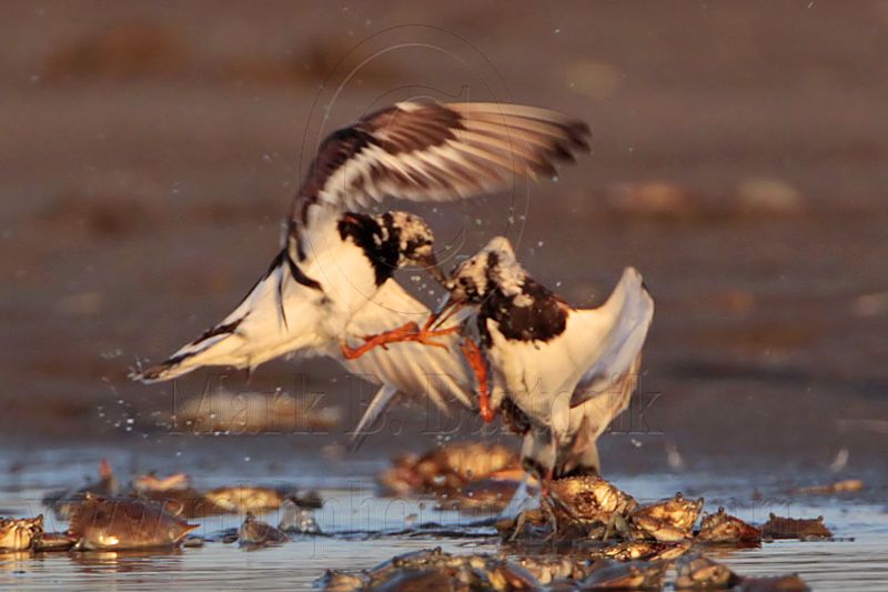 _MG_6553 Ruddy Turnstone.jpg