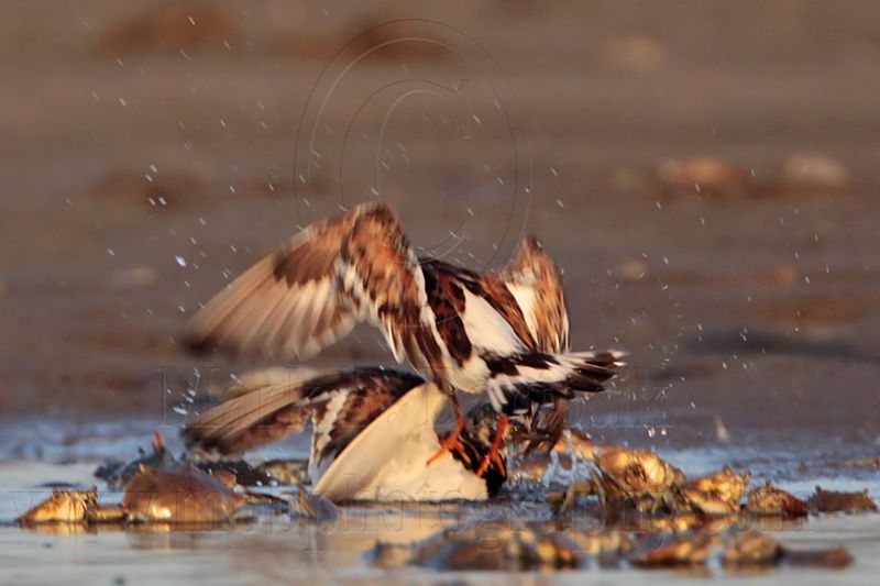 _MG_6556 Ruddy Turnstone.jpg