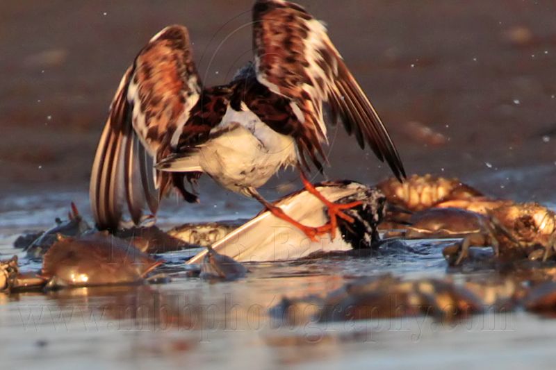 _MG_6557 Ruddy Turnstone.jpg